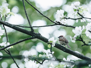 制作叶脉标本的药品 可以用家里的东西代替吗？